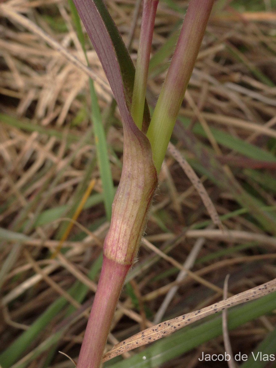 Cyanotis pilosa Schult. & Schult.f.